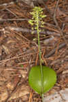 Green adder's-mouth orchid